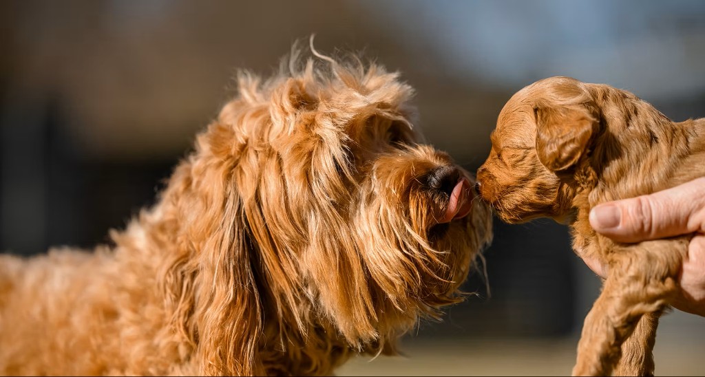 Tamaruke — adult and puppy